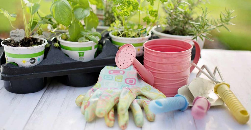 Alpenkräuter anbauen