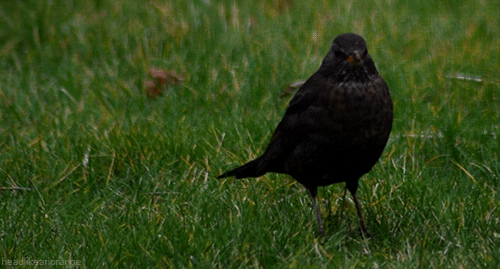 amsel