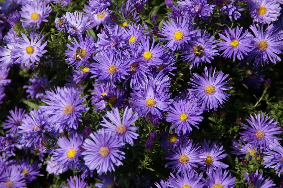 asters-190714_960_720
