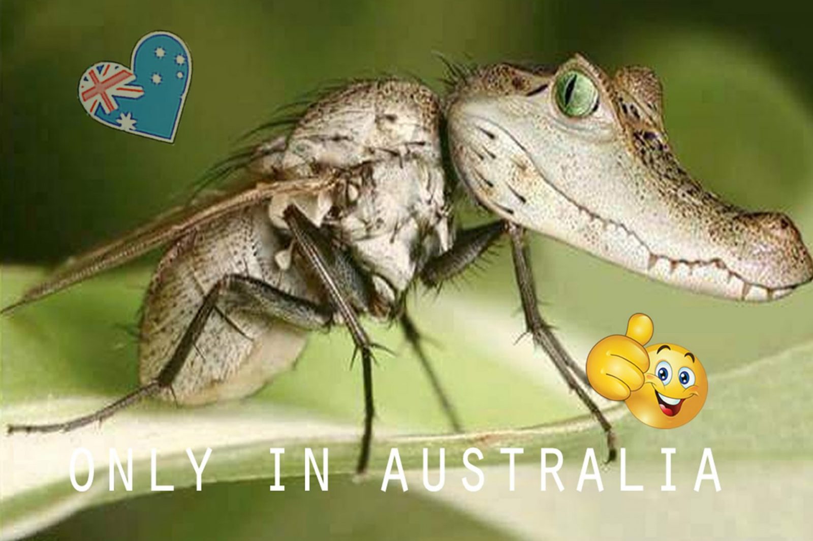 australian moskito