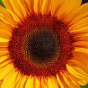 Profilbild von Gilla60