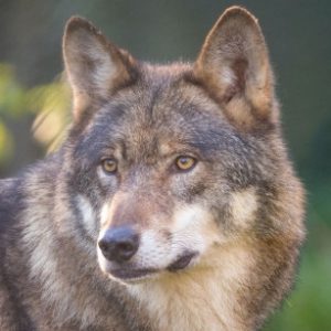 Profilbild von lilatilla