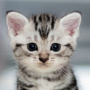 Profilbild von Madeira-Gerhard