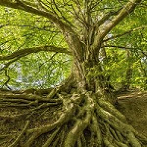 Profilbild von DieEllen