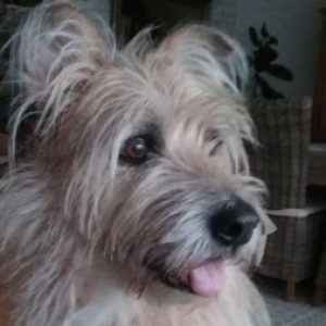 Profilbild von Bookworm