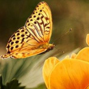 Profilbild von Hannelore05