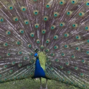 Profilbild von Charlotta