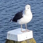 Profilbild von Seehof