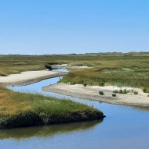 Profilbild von Petzi