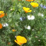 Profilbild von Carlinette