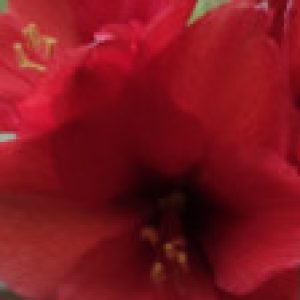 Profilbild von Bosporuskind