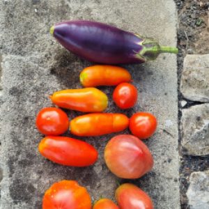 Profilbild von gewaechshaus