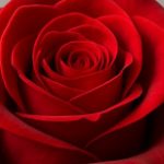 Profilbild von Bluediamond