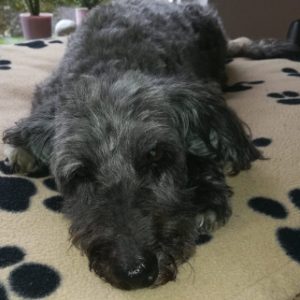 Profilbild von El-El