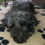 Profilbild von El-El