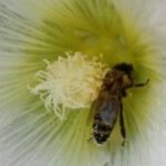 Profilbild von Meierksche