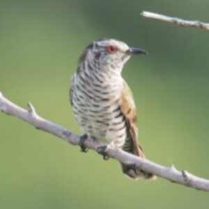 Profilbild von Kuckuk