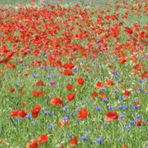 Profilbild von naturm