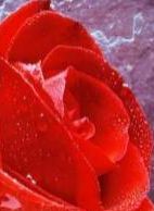 Profilbild von Sonnenhut