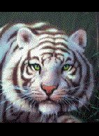 Profilbild von weisser.tiger