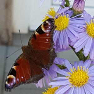 Profilbild von speakie