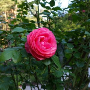 Profilbild von Manjana