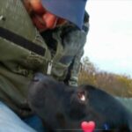 Profilbild von Hundefreund1