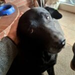 Profilbild von Hundefreund1