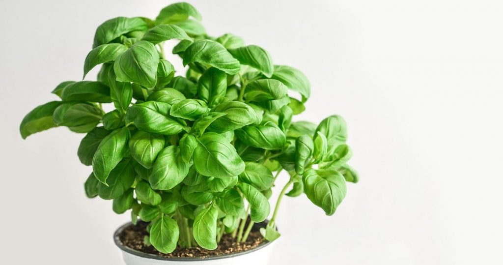 Basilikum
