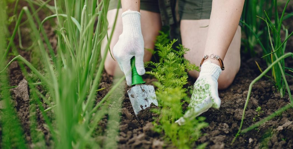 Gemüsebeet im Bauerngarten
