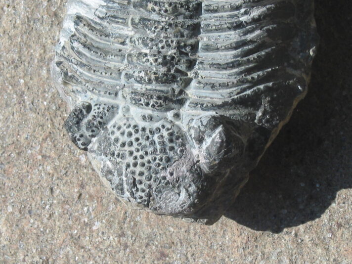 Erde...1.September 07 vor 500-250 Mil.Jahren