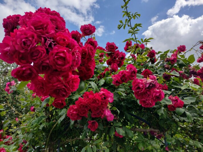 IMG_20220613_155422880_HDR