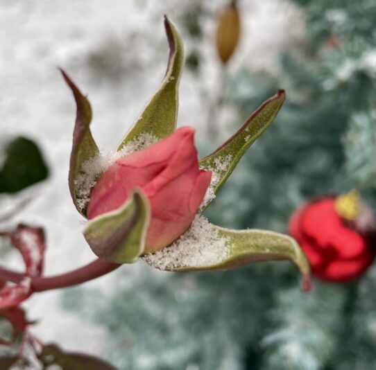 9272E0FE-3AF4-43DC-9D24-17303DCACAFE