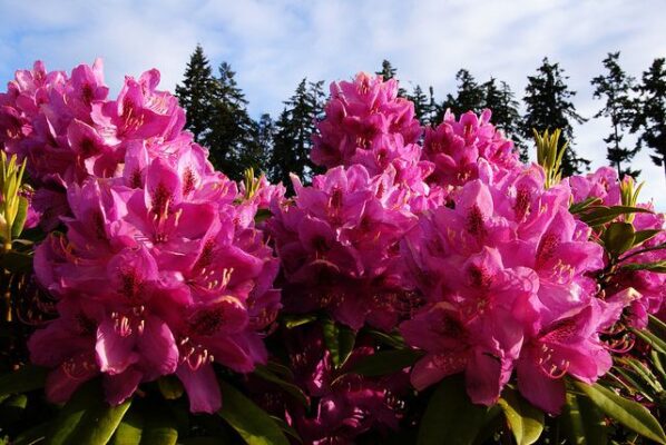 Rhododendren
