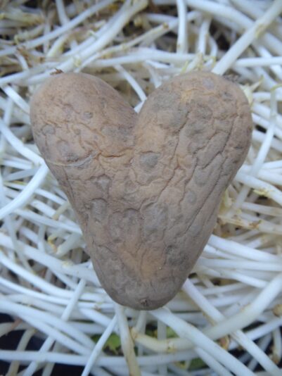 30.6.2022 fr. Kartoffeln keimen im dunkl. Keller (25)