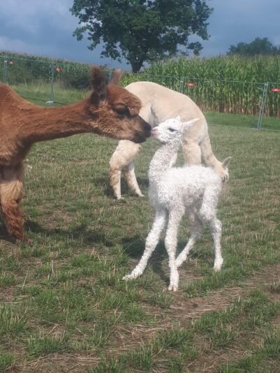 240953661_1296920787428891_5759541682977492241_n