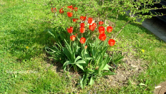 1. Mai in voller Blüte.