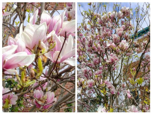 20250331_121908-COLLAGE