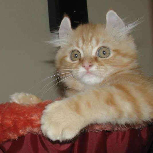 74191_393003957456662_1174737425_n