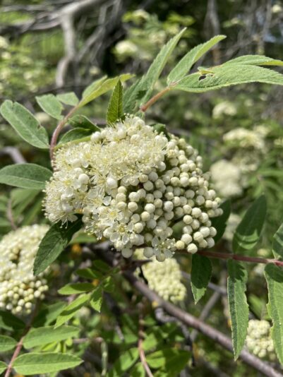 3E8204C3-3DEB-43E7-AEE6-F6C0A037C586