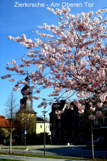 Zierkirsche - Am Oberen Tor am 1. April