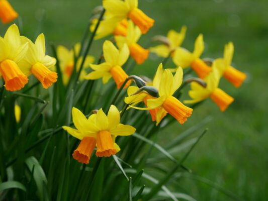 m Morgen Narzisse 20.2.26