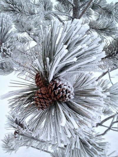 136359344_437881417402555_8634548853400384894_n