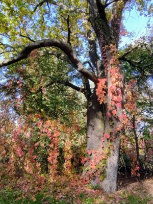 IMG_20221017_115538893