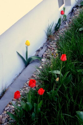 Unbeugsamer Lebenswille.