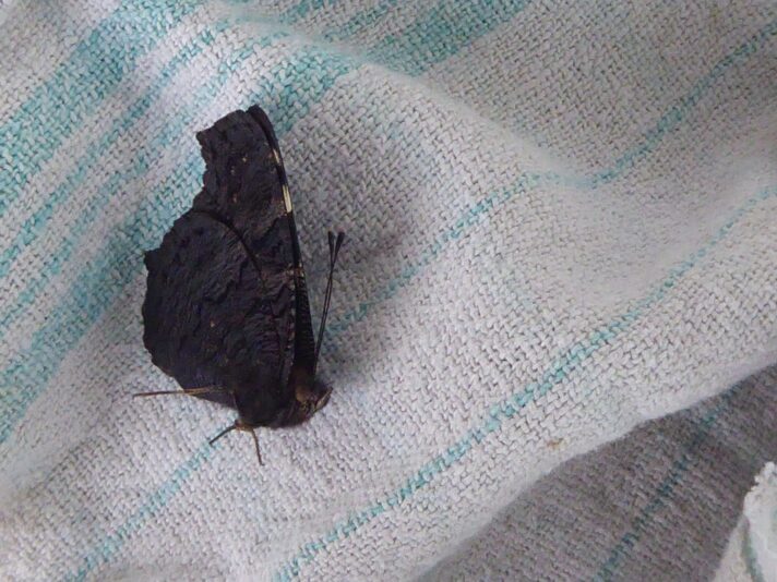 19.5.2021 Vormittag (25)