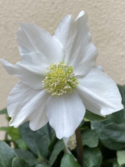 379ADA61-9800-4F40-B8DC-0C2FF96BED4A