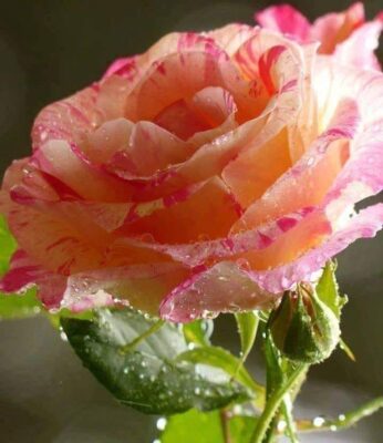 282020115_431176212345252_3383546789526766998_n