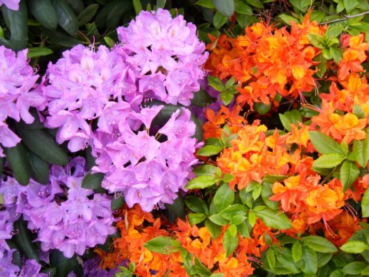 Treffen Hamburg - Planten und Blomen - Garten Mai 2009 037