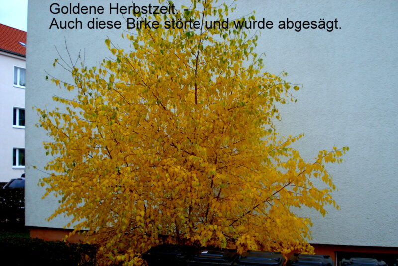 Goldene Herbstzeit. - Auch diese Birke störte und wurde abgesägt.